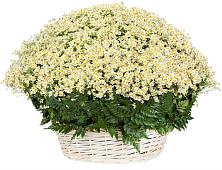 Цветочная композиция из Ромашки в корзине #REPLACE_PRED# Полетаево